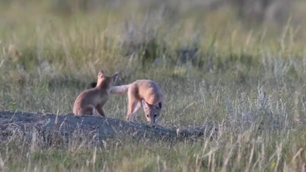 Kanada Vahşi Doğasında Hızlı Tilki Yavrularını Tehlikeye Atar — Stok video