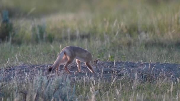 Endangeres Ταχεία Αλεπούδες Κιτ Στην Καναδική Άγρια Φύση — Αρχείο Βίντεο