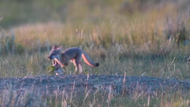 Endangeres Ταχεία Αλεπούδες Κιτ Στην Καναδική Άγρια Φύση — Αρχείο Βίντεο