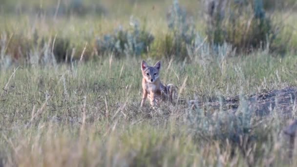 Endangeres Ταχεία Αλεπούδες Κιτ Στην Καναδική Άγρια Φύση — Αρχείο Βίντεο