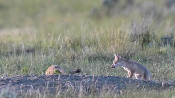 Bedreigingen Snelle Vos Kits Canadese Wildernis — Stockvideo