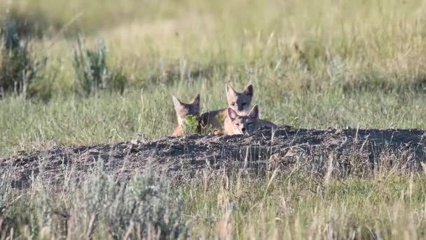 Endangeres Swift Fox Kits Teh Canadian Wilderness — Stock Video