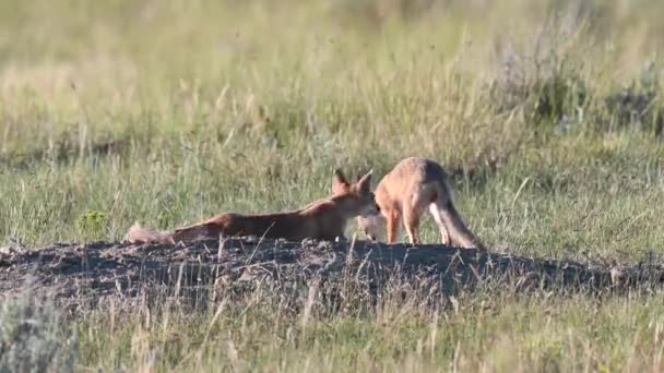 Endangeres Swift Fox Kits Teh Canadian Wilderness — Vídeo de stock