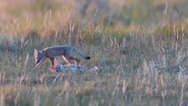 Endangeres Swift Fox Kits Teh Canadian Wilderness — Stock Video