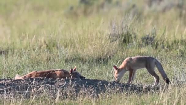 Endangeres Ταχεία Αλεπούδες Κιτ Στην Καναδική Άγρια Φύση — Αρχείο Βίντεο