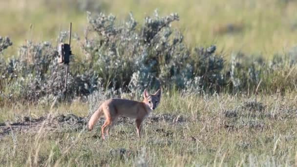 Membahayakan Rubah Kit Cepat Hutan Belantara Kanada Teh — Stok Video