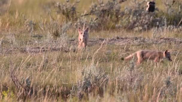 Endangeres Swift Fox Kits Teh Canadian Wilderness — Vídeo de stock