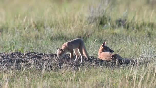 Schnelle Fuchsbabys Der Kanadischen Prärie — Stockvideo