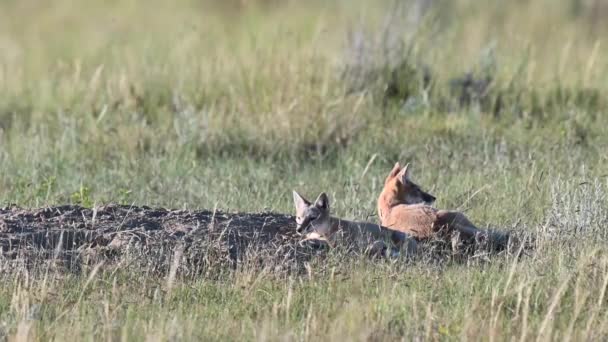 Trousses Renard Véloce Dans Les Prairies Canadiennes — Video