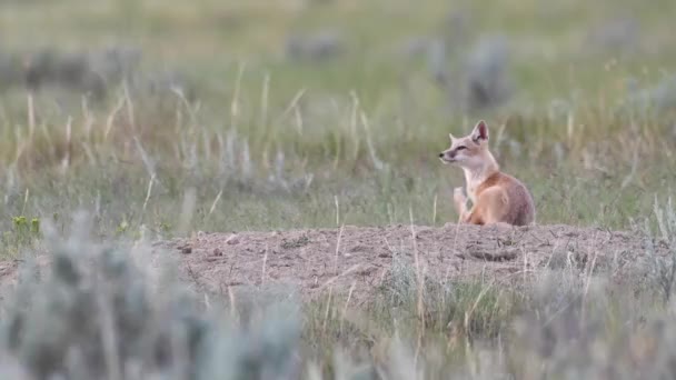 Swift Fox Kits Canadian Prairies — Stock Video