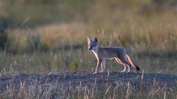 Snelle Vossenkits Canadese Prairies — Stockvideo