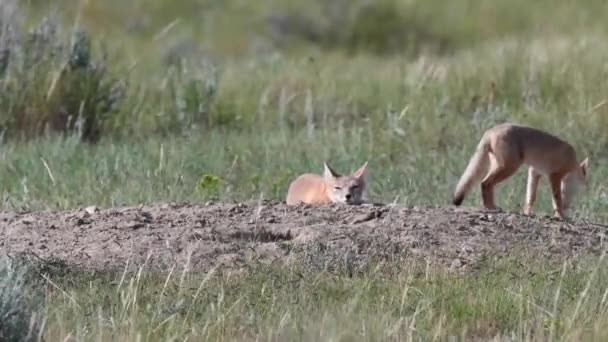 Schnelle Fuchsbabys Der Kanadischen Prärie — Stockvideo