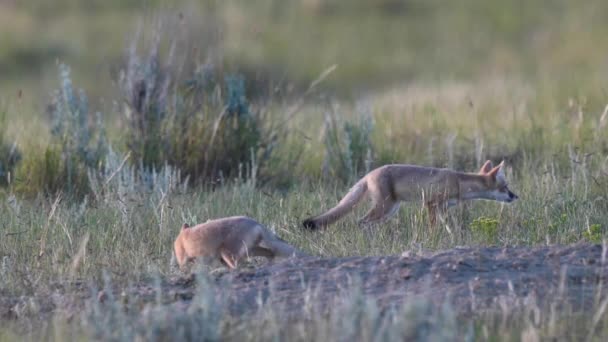 Γρήγορα Κιτ Αλεπούδων Στα Καναδικά Λιβάδια — Αρχείο Βίντεο