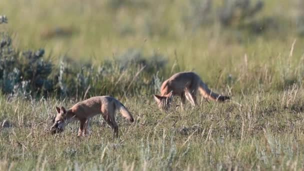 Schnelle Fuchsbabys Der Kanadischen Prärie — Stockvideo