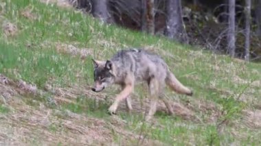 Kanada vahşi doğasında kurt