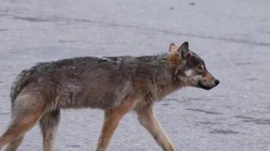 Kanada vahşi doğasında kurt