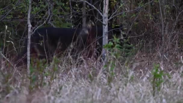 Loup Dans Nature Sauvage Canadienne — Video