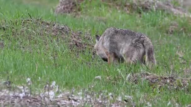 Lobo Desierto Canadiense — Vídeos de Stock