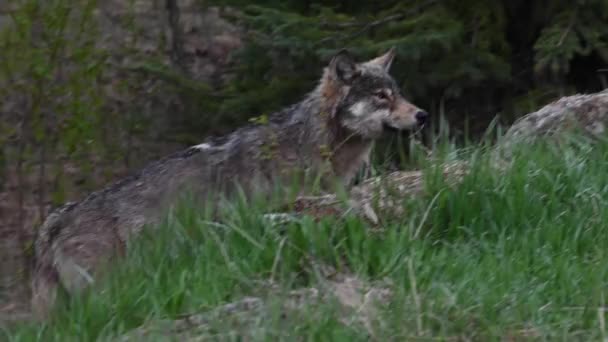 Lobo Desierto Canadiense — Vídeo de stock