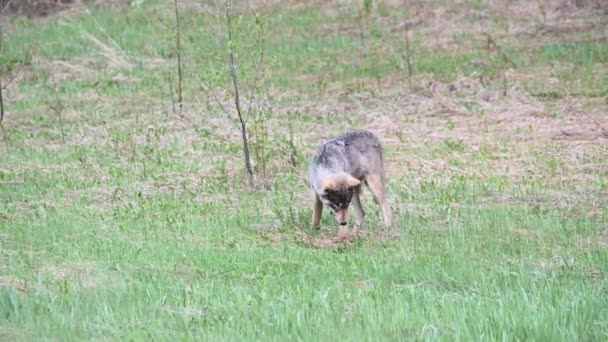 Wolf Der Kanadischen Wildnis — Stockvideo