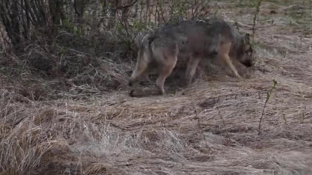 野生動物ストック動画 ロイヤリティフリー野生動物動画 Depositphotos