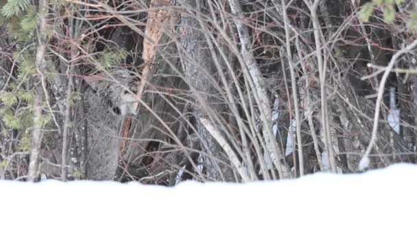 Lince Canadiense Naturaleza — Vídeo de stock