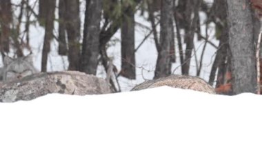 Kanada vaşağı doğada