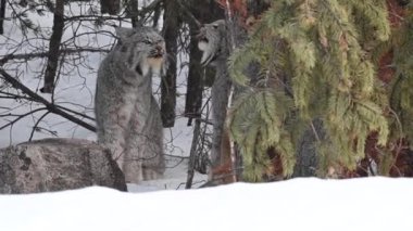 Kanada vaşağı doğada