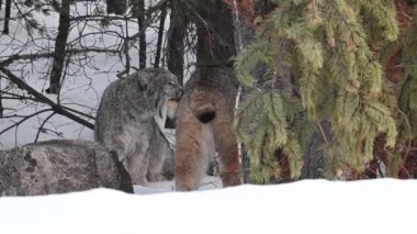 Kanada vaşağı doğada