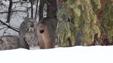 Kanada vaşağı doğada