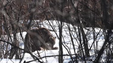 Kanada vaşağı doğada