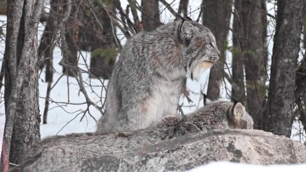 Καναδικός Λύγκας Στην Άγρια Φύση — Αρχείο Βίντεο