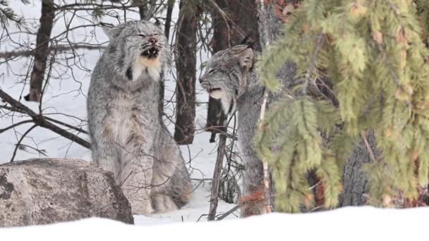 Lince Canadiense Naturaleza — Vídeos de Stock