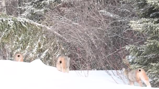 Καναδικός Λύγκας Στην Άγρια Φύση — Αρχείο Βίντεο