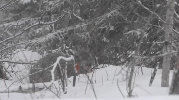 Lince Canadense Natureza — Vídeo de Stock