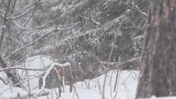 Kanadischer Luchs Freier Wildbahn — Stockvideo