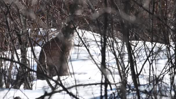 Lince Canadese Natura — Video Stock