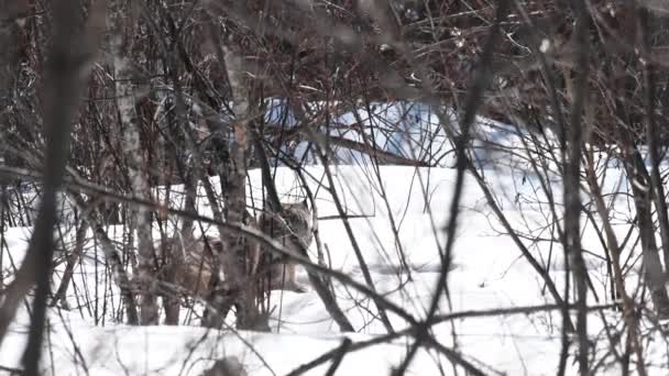 Lince Canadiense Naturaleza — Vídeos de Stock