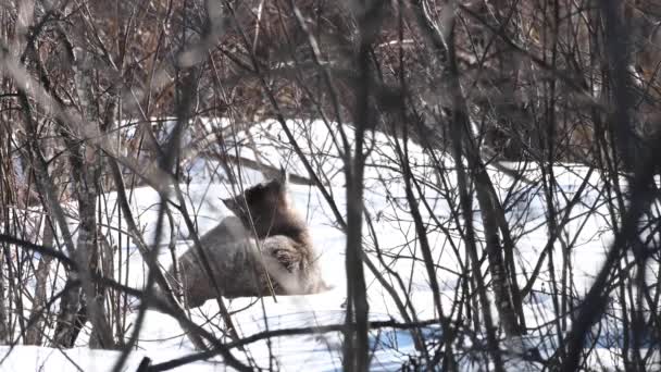 野生のカナダのオオカミ — ストック動画