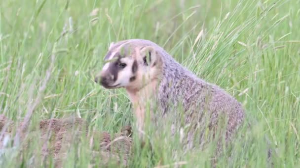 Grävling Kanadensiska Prärierna — Stockvideo