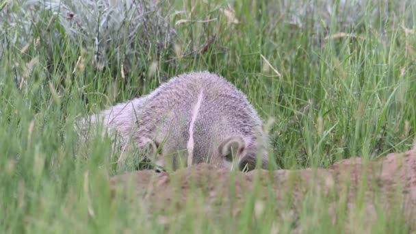 Dachs Der Kanadischen Prärie — Stockvideo