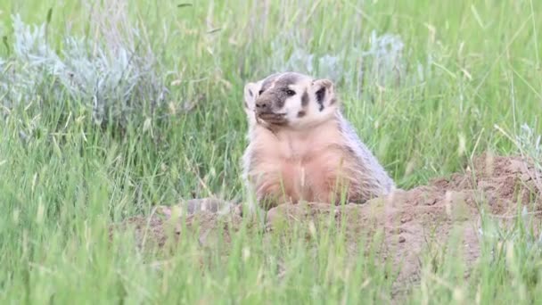 Badger Padang Rumput Kanada — Stok Video