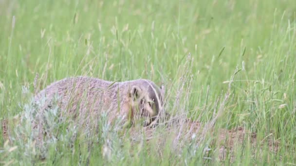 Blaireau Dans Les Prairies Canadiennes — Video