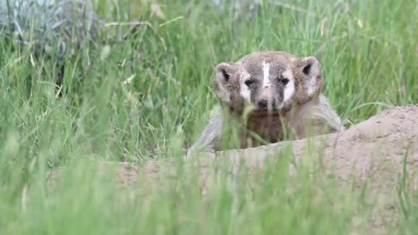 Badger Canadian Prairies — Stock Video