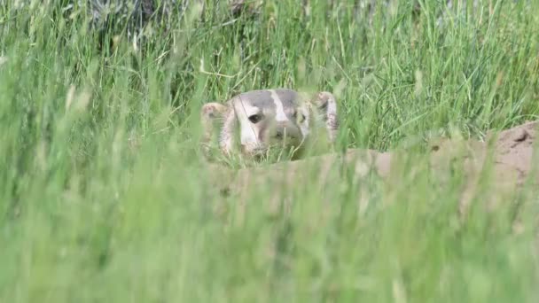 カナダの草原のバッジャー — ストック動画