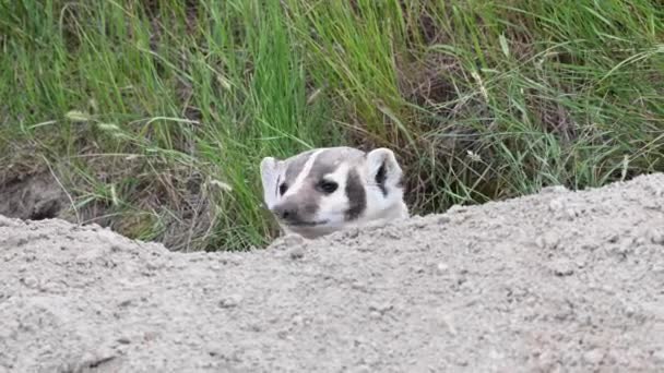 Badger Padang Rumput Kanada — Stok Video