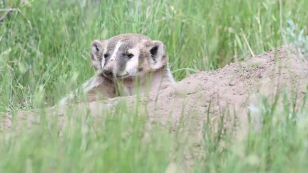 Grävling Kanadensiska Prärierna — Stockvideo