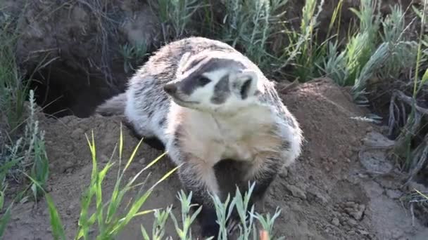 Badger Padang Rumput Kanada — Stok Video