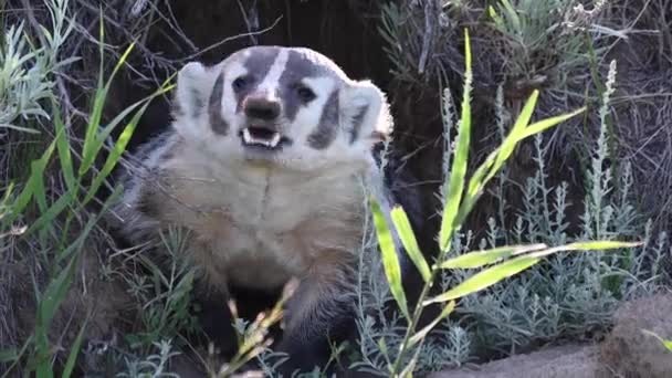 Badger Padang Rumput Kanada — Stok Video