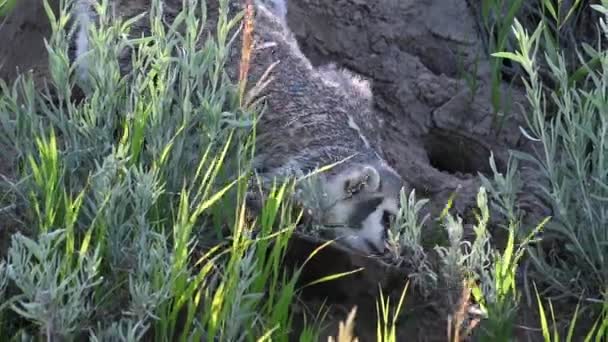 Badger Padang Rumput Kanada — Stok Video